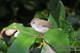 Brown Gerygone 9998.jpg