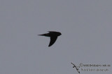 Possible Black-nest Swiftlet 1130.jpg