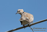 Barbary Dove 2776.jpg