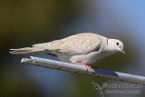 Barbary Dove 2850.jpg