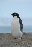Adelie Penguin a1270.jpg