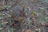 Red-legged Pademelon a7353.jpg