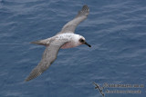 Light-mantled Sooty Albatross a0456.jpg