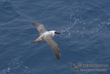 Light-mantled Sooty Albatross a0486.jpg