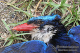 Lesser Paradise Kingfisher 1839.jpg