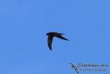 Uniform Swiftlet 1520.jpg