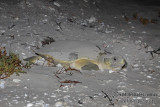 Flatback Turtle - Natator depressus a9686.jpg