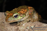 Litoria genimaculata a3682.jpg