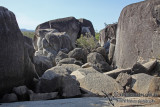 Mareeba Rock-Wallaby a7052.jpg