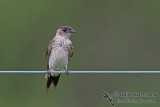 Red-rumped Swallow a3470.jpg