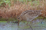 Pin-tailed Snipe a1501.jpg