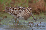 Pin-tailed Snipe a1752.jpg