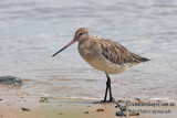 Bar-tailed Godwit a3100.jpg