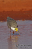 Masked Lapwing a8761.jpg