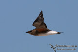 Oriental Pratincole 1639.jpg