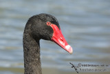 Black Swan k0583.jpg