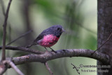 Pink Robin 3280.jpg