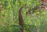 Varanus gouldii 2496.jpg