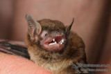 Southern Forest Bat 2640L.jpg