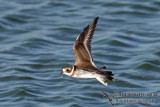 Semipalmated Plover 0309.jpg
