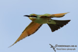 Bee-eater and Dollarbird