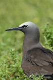 Common Noddy 8144.jpg