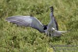 Bridled Tern 8101.jpg