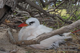 Red-tailed Tropicbird 6451.jpg