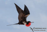 Great Frigatebird 5638.jpg