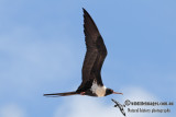 Lesser Frigatebird 5745.jpg