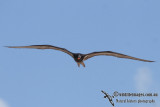 Lesser Frigatebird 5806.jpg