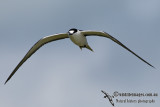 Sooty Tern 7005.jpg