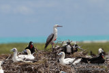Red-footed Booby 5740.jpg