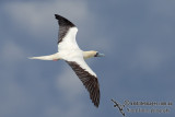 Red-footed Booby 5838.jpg