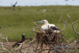 Red-footed Booby 5961.jpg