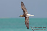 Red-footed Booby 6926.jpg