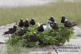 Red-footed Booby 7855.jpg