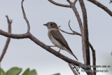 Asian Brown Flycatcher 5404.jpg