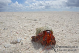 Hermit Crab