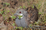 Quail and other Game Birds