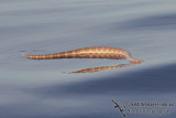 Hydrophis ornatus 9979.jpg