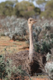 Ostrich 9784.jpg