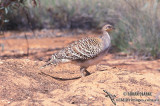 Malleefowl s0022.jpg