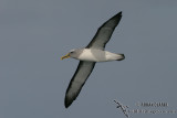 Bullers Albatross 4054.jpg