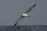 Bullers Albatross 4079.jpg