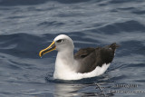 Bullers Albatross 4187.jpg