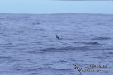 White-bellied Storm-Petrel s0820.jpg