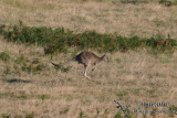Eastern Grey Kangaroo 3265.jpg