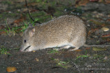 Southern Brown Bandicoot 6125.jpg