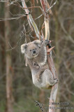 Koala 9573.jpg